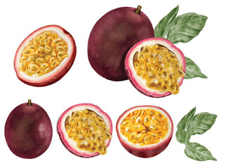 Elements vector of Passion fruit hand drawn watercolor isolated on transparent background.