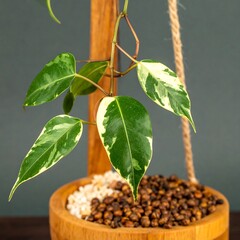 Hanging plant with variegated leaves