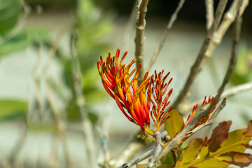 The honeysuckle plant fiery red and orange tubular flower cluster
