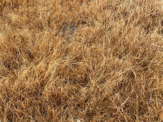 dry grass in the forest