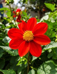 Vibrant red dahlia flower in garden