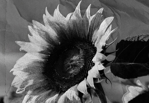 Gray Distressed Photocopy Scan Photo Effect