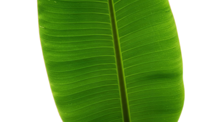 Large vibrant green banana leaf detail.