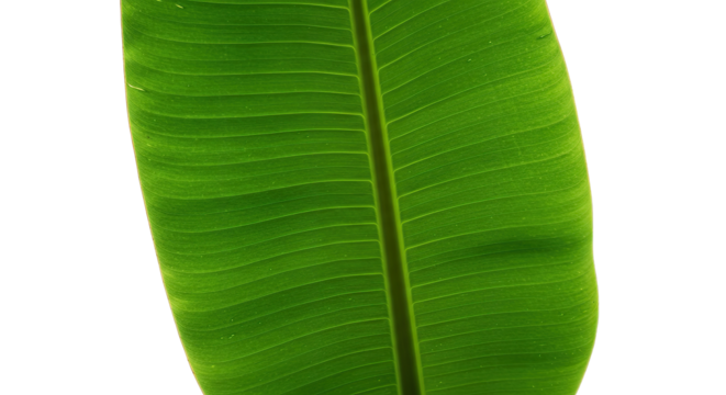 Large vibrant green banana leaf detail.