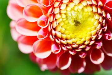 マクロのダリア