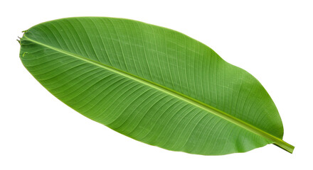 Obraz premium Large vibrant green banana leaf isolated 6.