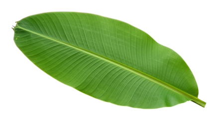 Large vibrant green banana leaf isolated 6.