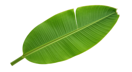 Large vibrant green banana leaf isolated 11.