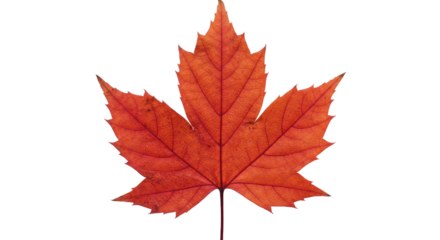 Red Maple Leaf Autumn Fall Foliage.