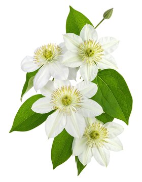 Delicate white clematis blossoms