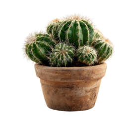Clump of barrel cactus in a terracotta pot isolated on transparent background