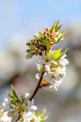 Spring blossoms on the trees