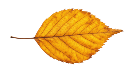Single autumn leaf yellow detailed veins.