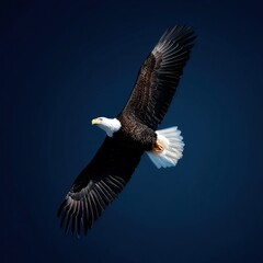 Fototapeta premium A bald eagle soars gracefully against a deep blue sky, embodying freedom and strength, This striking image can be used for wildlife conservation, travel brochures, and nature-themed projects,