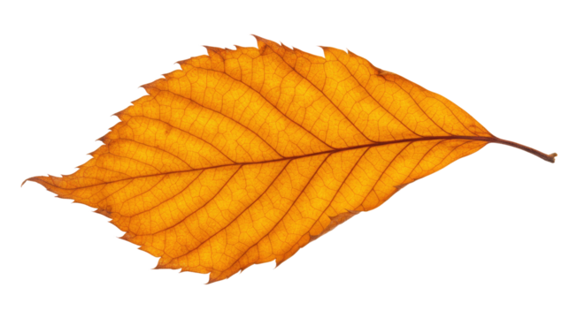 Single dried autumn leaf orange brown color.