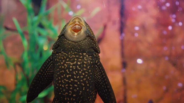 A CloseUp Image of a Plecostomus Fish Swimming Gracefully in a Vibrant Aquatic Environment