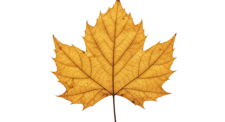Single Dried Maple Leaf Autumn Colors.