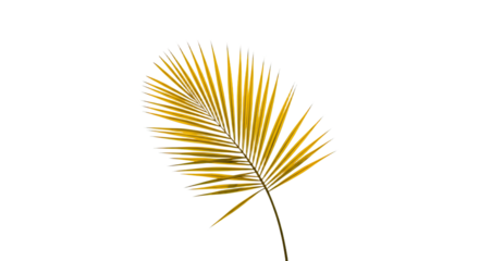 Single Golden Palm Leaf Isolated on White.