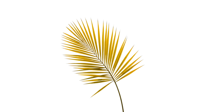 Single Golden Palm Leaf Isolated on White.