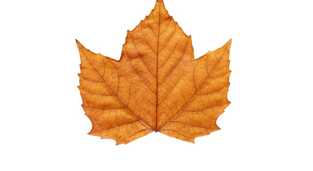 Fototapeta premium Single Dried Maple Leaf Autumn Fall.