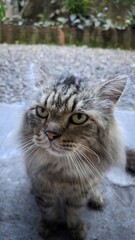 A close-up shot of a fluffy tabby cat with striking green eyes looking intently at the camera outdoors.