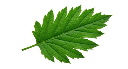 Fototapeta premium Single green leaf with serrated edges detailed view.