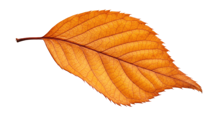 Single orange autumn leaf detailed view 1.