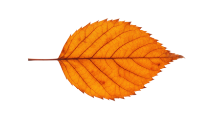 Single orange autumn leaf isolated on white 5.