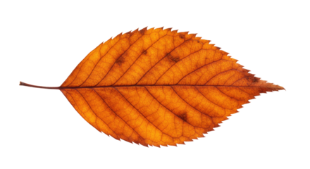 Single orange autumn leaf isolated on white.