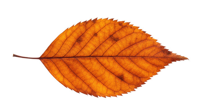 Single orange autumn leaf isolated on white. - Powered by Adobe
