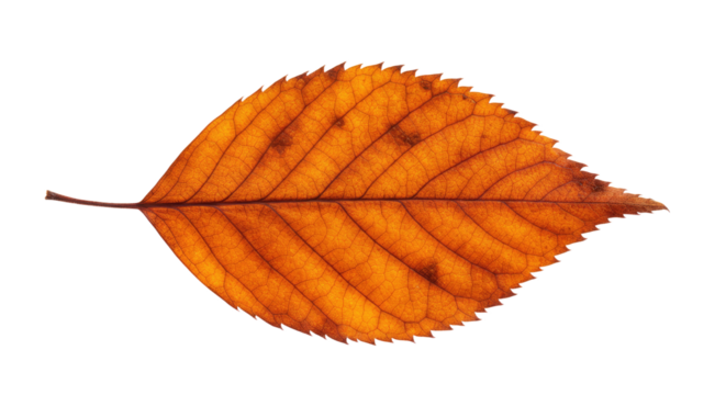 Single orange autumn leaf isolated on white.