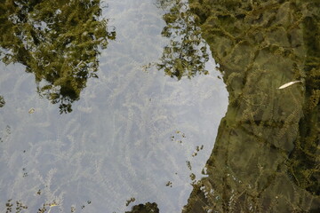 The Whispering Oasis, Where Time Slows in a Verdant Embrace of Pond, Stream, and Ancient Trees.