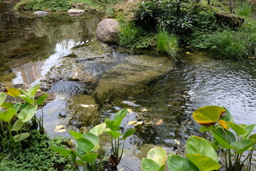 The Whispering Oasis, Where Time Slows in a Verdant Embrace of Pond, Stream, and Ancient Trees.