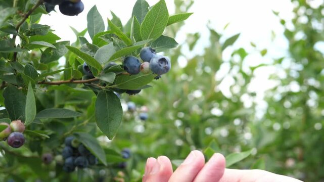 A person is harvesting fresh blueberries, carefully picking ripe ones from the bush and placing them into a small cardboard container. The lush green leaves and clusters of blueberry berries in