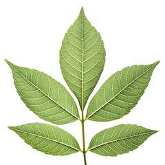 Obraz premium Arizona Ash Leaf Elegant Botanical Foliage with Smooth Elongated Oval Shape Vibrant Green Surface Fine Vein Details Natural Minimal Charm and Fresh Organic Beauty on White Background