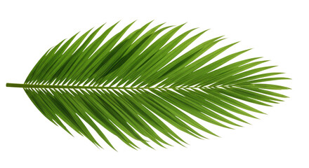 Fototapeta premium Single Palm Leaf Green Frond Tropical Plant.