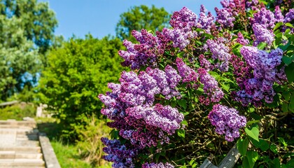 Obraz premium Lush lilac blossoms in a garden setting