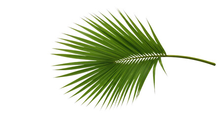 Fototapeta premium Single Palm Leaf Isolated on White Background 3.