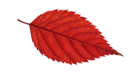 Single red autumn leaf detailed view.