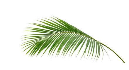Fototapeta premium Single vibrant green coconut palm leaf.
