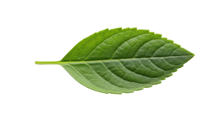 Single vibrant green leaf detailed view 2.