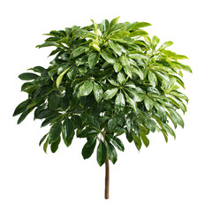 Lush green plant, round, dense foliage