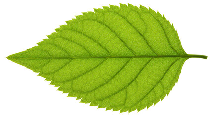 Fototapeta premium Single vibrant green leaf detailed view 14.