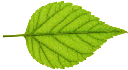 Single vibrant green leaf detailed view 21.