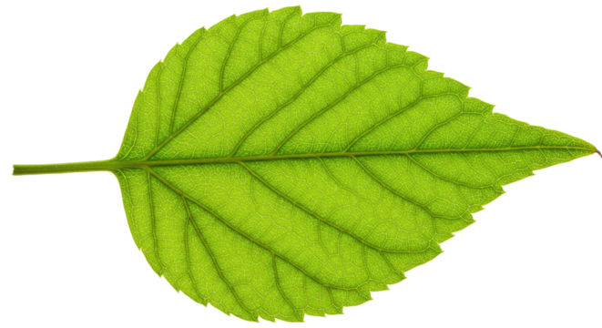Single vibrant green leaf detailed view 21.