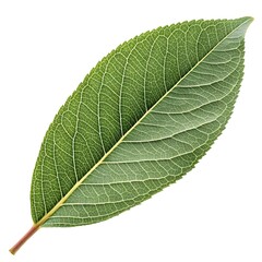Peachleaf Willow Leaf Graceful Botanical Foliage with Elongated Narrow Form Soft Green Surface Subtle Vein Details Natural Minimal Elegance and Fresh Organic Beauty on White Background