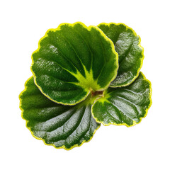 Close-up of two overlapping green leaves with yellow edges