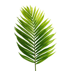 Vibrant green palm leaf