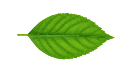 Single vibrant green leaf isolated on white 2.