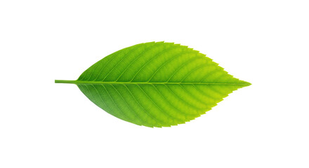 Fototapeta premium Single vibrant green leaf isolated on white 13.